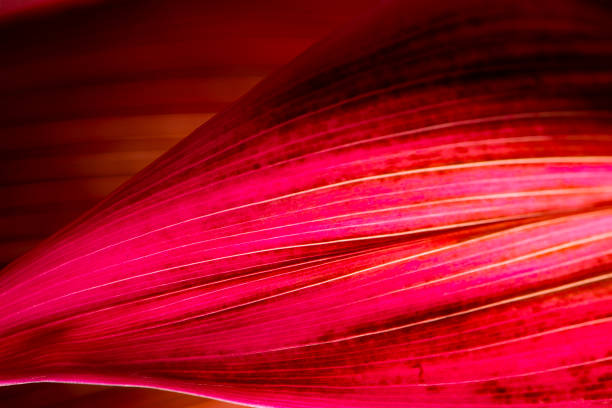 purple colored lily palm foliage.