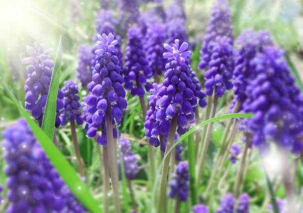 istock Beautiful spring muscari flowers. Spring background. Grape hyacinths. 1316507289