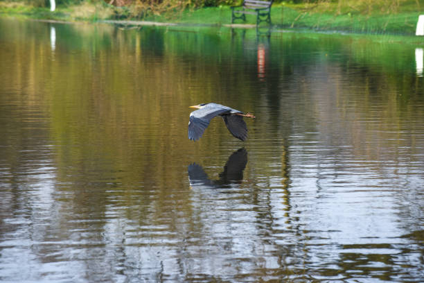 Grey Heron or Ardea Cinerea in flight over a lake