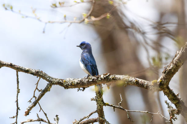 istock a blue bird on the branch of tree 1316508567