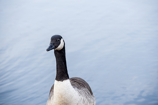Canada Goose stands by a lake with calm water