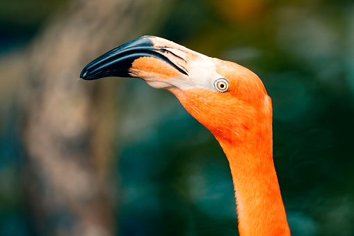 A close up of the head of an orange flamingo.