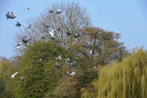 Flock of pigeons flying across a clear blue sky