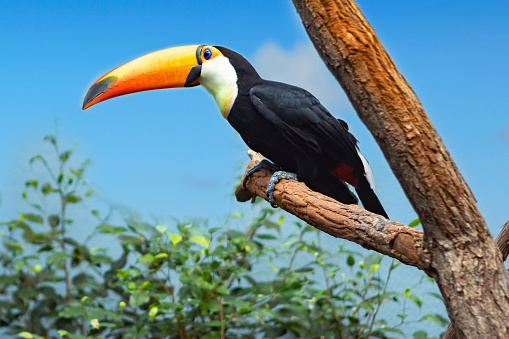 A toucan bird in a tree outdoors.