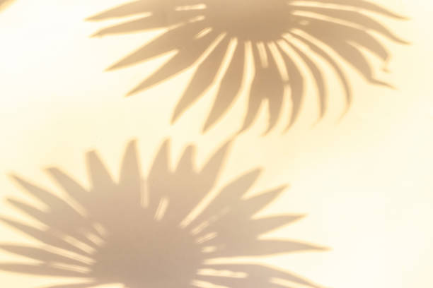 istock Leaf shadow summer background. Plant leaf shadows on white wall in abstract tropical sunlight texture, for overlay on product presentation, backdrop and mockup, sun light seasonal concept. 1316509686