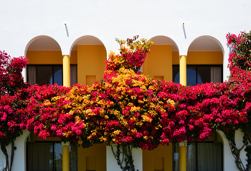 Tavira, Algarve, Portugal: ornamental vines - Mediterranean facade with bouganvileas - whitewashed building with multicolored Bougainvillea glabra Choisy (Nyctaginaceae), known as Paper-flower, native to eastern South America.