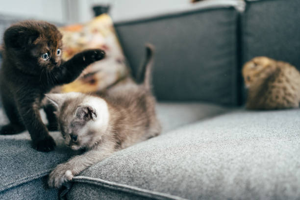 istock British shorthairs kitten cat  playing 1316511978