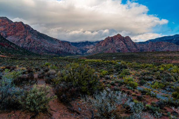istock Desert Valley Floor before Spring Mountains view after Morning Rainstorm 1316511987