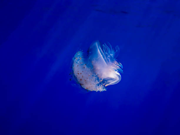 Crown Jellyfish in Blue Ocean with Rays of Light Crown jellyfish glows white in deep blue water with light rays penetrating making rainbow hues in the jellyfish. netrostoma setouchina stock pictures, royalty-free photos & images