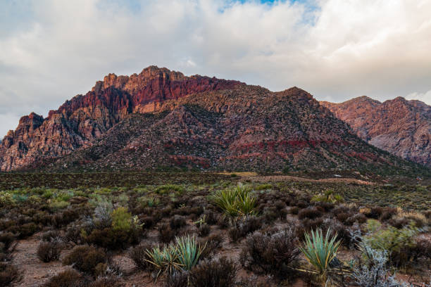 istock Desert Valley Floor before Spring Mountains view after Morning Rainstorm 1316512041