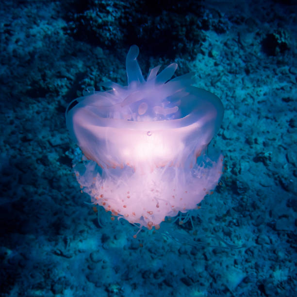 Glowing White Crown Jellyfish in Clear Blue Ocean Crown jellyfish in glowing white floating in blue clear ocean water in Hawaii. netrostoma setouchina stock pictures, royalty-free photos & images