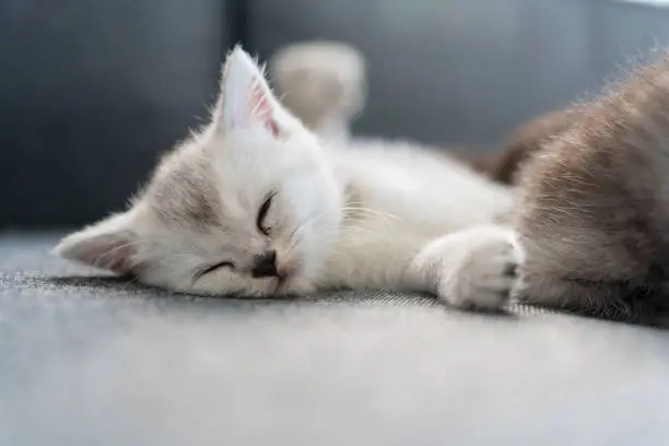 British shorthairs kitten cat  playing