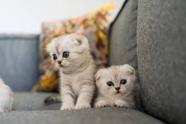 istock British shorthairs kitten cat  playing 1316512175