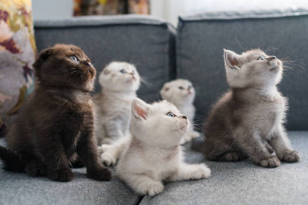 istock British shorthairs kitten cat  playing 1316512185
