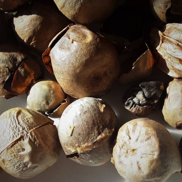 istock Pile of Dried Avocado Seeds 1316513052