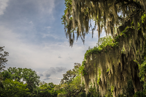 Spanish moss drips from an ancient oak tree.