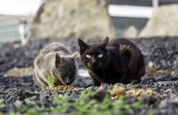 istock Stray cats eating on the street 1316513402