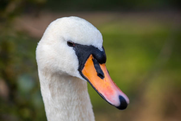 istock Close up of a swans head 1316513424