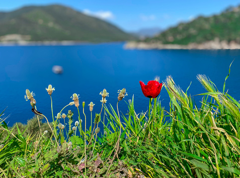 Red windflower and green flower buds on the top of a mountain with blurred seascape background