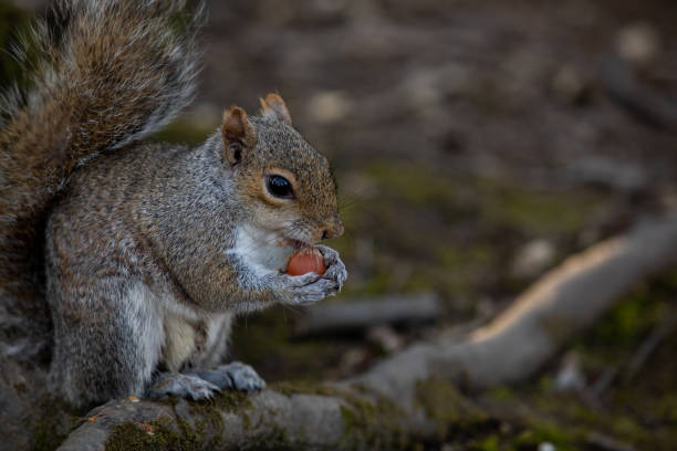 istock Close up of a squirrel eating 1316515239