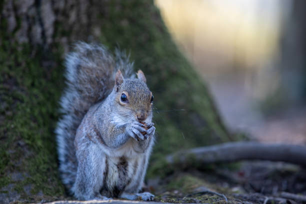 istock Close up of a squirrel eating 1316515376