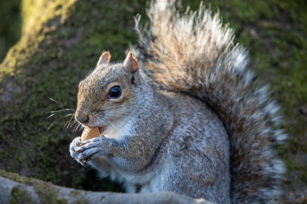 istock Close up of a squirrel eating 1316516339