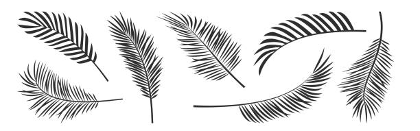 illustrations, cliparts, dessins animés et icônes de silhouettes noires de vecteur de feuille de palmier, cocotier de jungle de branche d’été, icône définie de nature. illustration tropicale - palm tree leaf tree frond