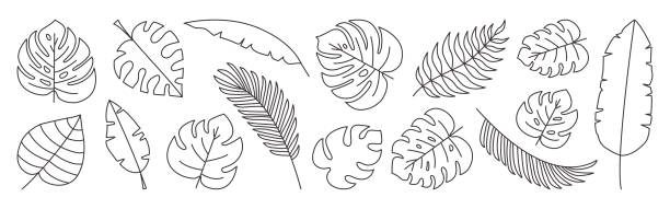istock Tropical leaves vector line set, black palm leaf outline doodle design. Editable stroke. Nature exotic illustration 1316517642