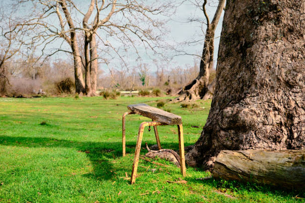 Small, vintage and abandoned sitting bench next to the huge pine tree body and on green grass with floodplain (longoz ormani) in Karacabey Bursa Turkey with natural and rural background.
