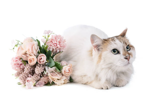istock Portrait of a pretty cat 1316518505