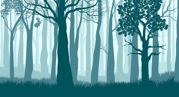 ilustraciones, imágenes clip art, dibujos animados e iconos de stock de bosque de niebla. siluetas de árboles en el bosque brumoso. paisaje azul oscuro. vector - forest