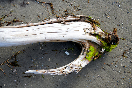 Close-up of dead tree branches and roots on the beach by the sea