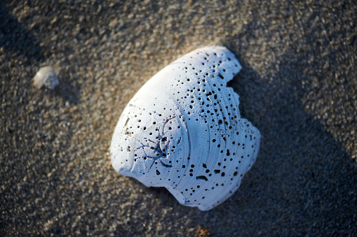 Closeup detail of a dead conch seashell by side of road with tropical sea in background