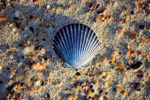 Seashell On the beach Ifaty Madagascar.