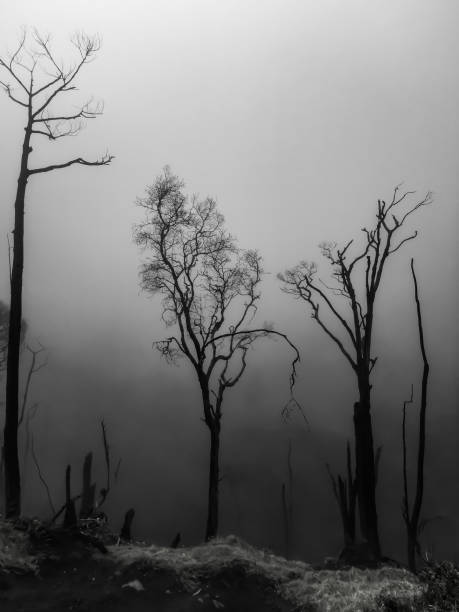 bosque quemado - tree branch burnt silhouette fotografías e imágenes de stock