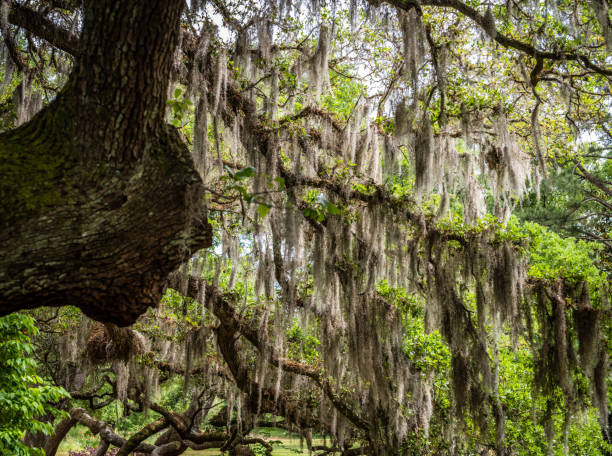 Dripping Spanish Moss An old oak tree drips with Spanish moss. hanging moss stock pictures, royalty-free photos & images