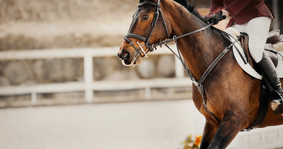 Equestrian sport. Portrait sports brown stallion in the bridle. The leg of the rider in the stirrup, riding on a bay horse. Dressage of horses in the arena. Horseback riding.