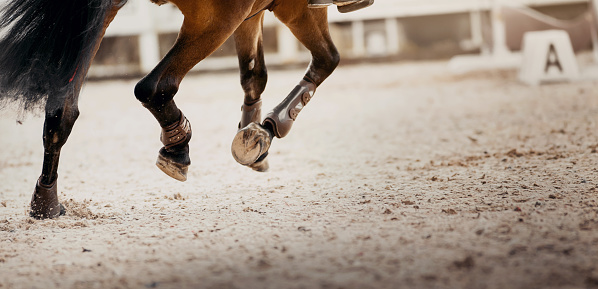Feet running sports bay horse. Legs of a sporting horse in knee-caps. Dust under the horse's hooves. Legs of a galloping horse.