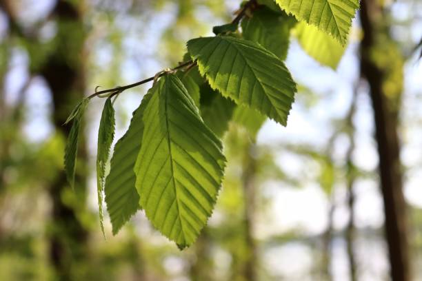 istock Fresh leaves at a tree branch in springtime with a soft bokeh background. 1316526164