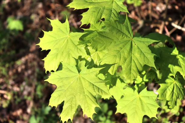 istock Fresh leaves at a tree branch in springtime with a soft bokeh background. 1316526276