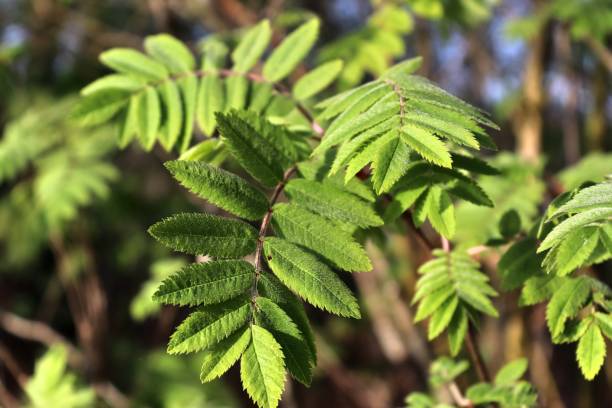 istock Fresh leaves at a tree branch in springtime with a soft bokeh background. 1316526290