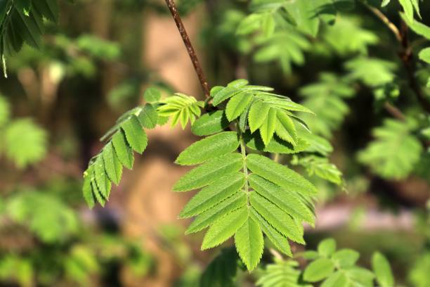 istock Fresh leaves at a tree branch in springtime with a soft bokeh background. 1316526306