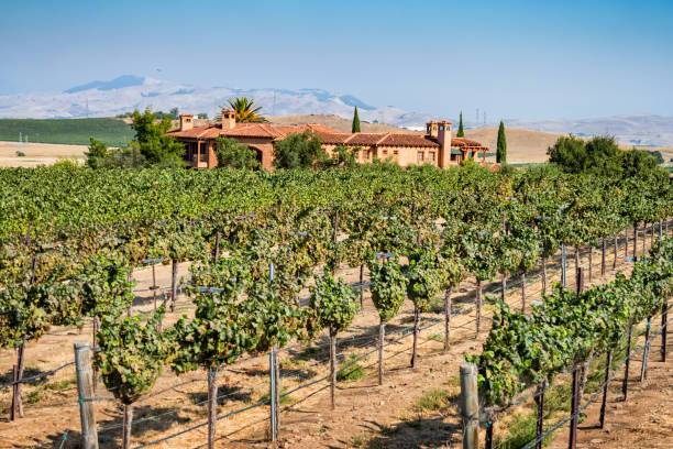 Vineyard in Livermore Valley California USA Vineyard and mansion in Livermore Valley, California, USA on a sunny day. alameda county stock pictures, royalty-free photos & images