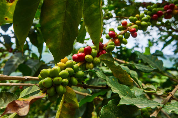 istock Plant with coffee beans in Colombia 1316528024