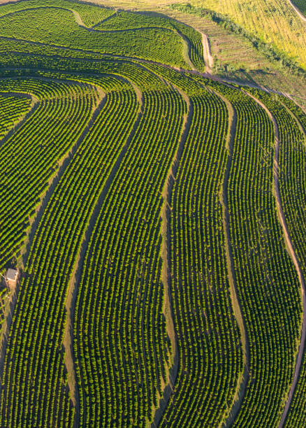 аэрофотоснимок кофейной плантации в бразилии - roasted macro freshness vertical стоковые фото и изображения