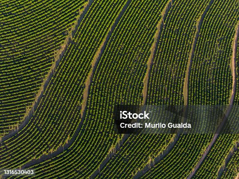 istock Aerial image of coffee plantation in Brazil 1316530403
