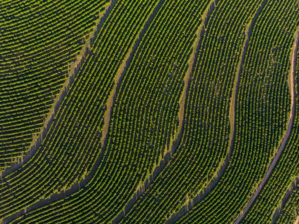 Aerial image of coffee plantation in Brazil.