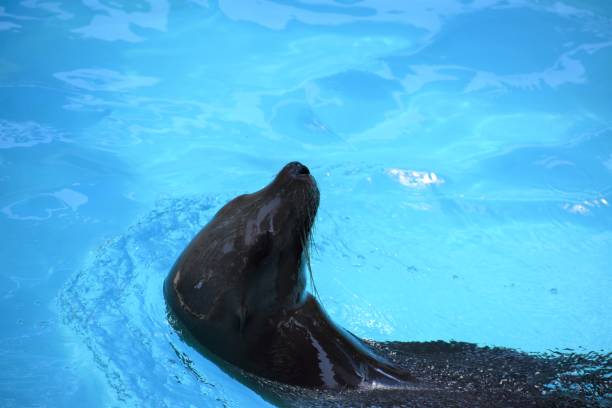 istock Seal in the pool 1316531050