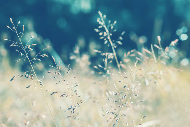 istock Grass flower at moning sunrise ,vintage filter effect 1316531351