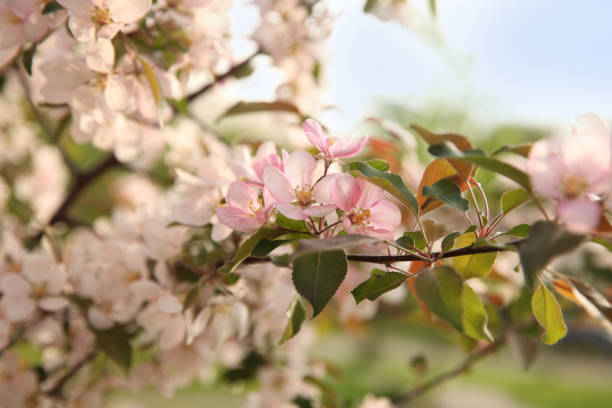 Sunny spring, blooming pink apple tree branch against the sky